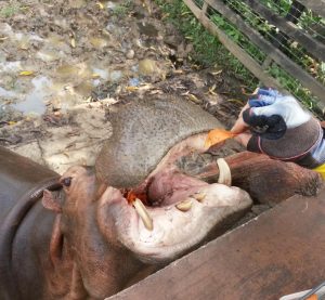 Por que esperar para alimentar un hipopotamo Parque Temático Hacienda Nápoles Hotel & Restaurante Parador del GItano