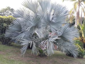 Abundantes jardines y sonidos naturales se mezclan con la brisa y envuelven tus sentidos Hotel & Restaurante Parador del Gitano - Nápoles - Doradal - Rio claro