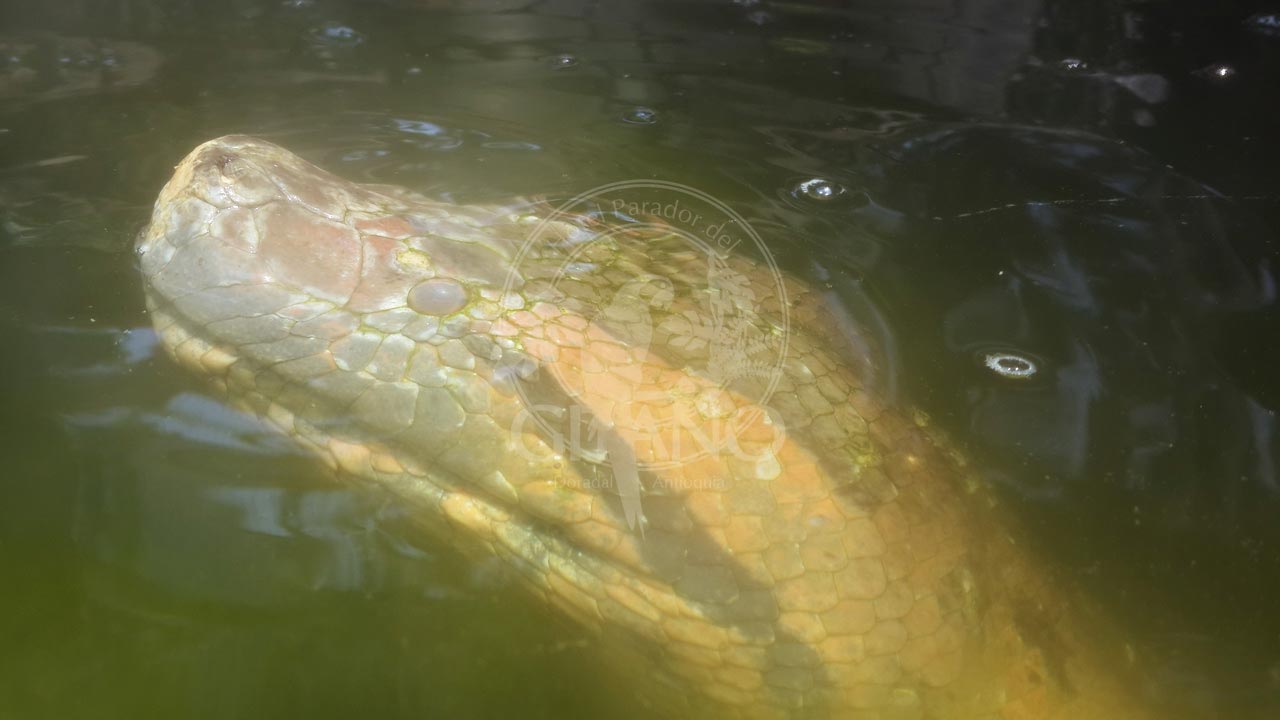 Atrevete a conocer la anaconda más grande de Colombia en cautiverio - Hotel & Restaurante Parador del Gitano - Nápoles - Doradal - Rio claro