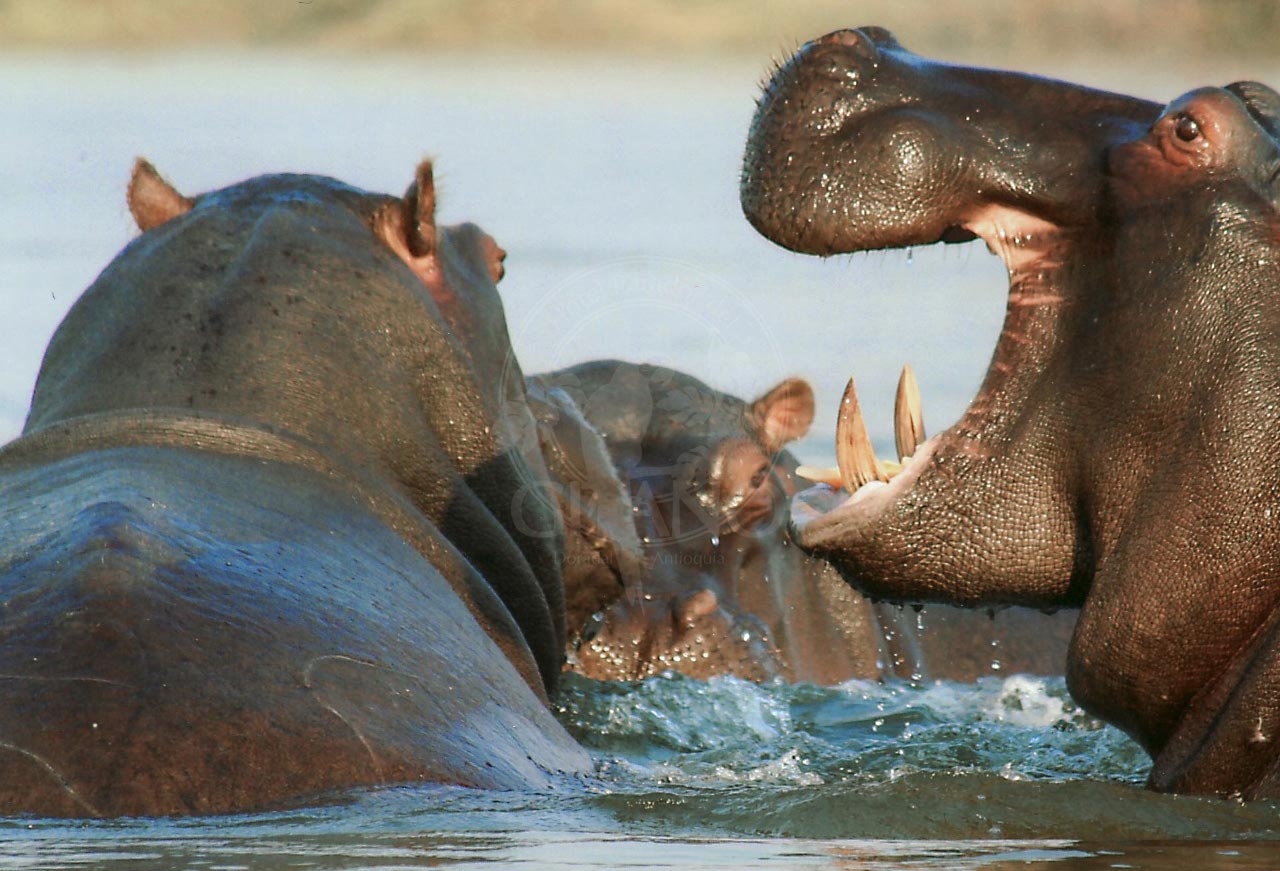 Conoce los famosos hipopótamos del Parque Temático Hacienda Nápoles - Hotel & Restaurante Parador del Gitano - Nápoles - Doradal - Rio claro