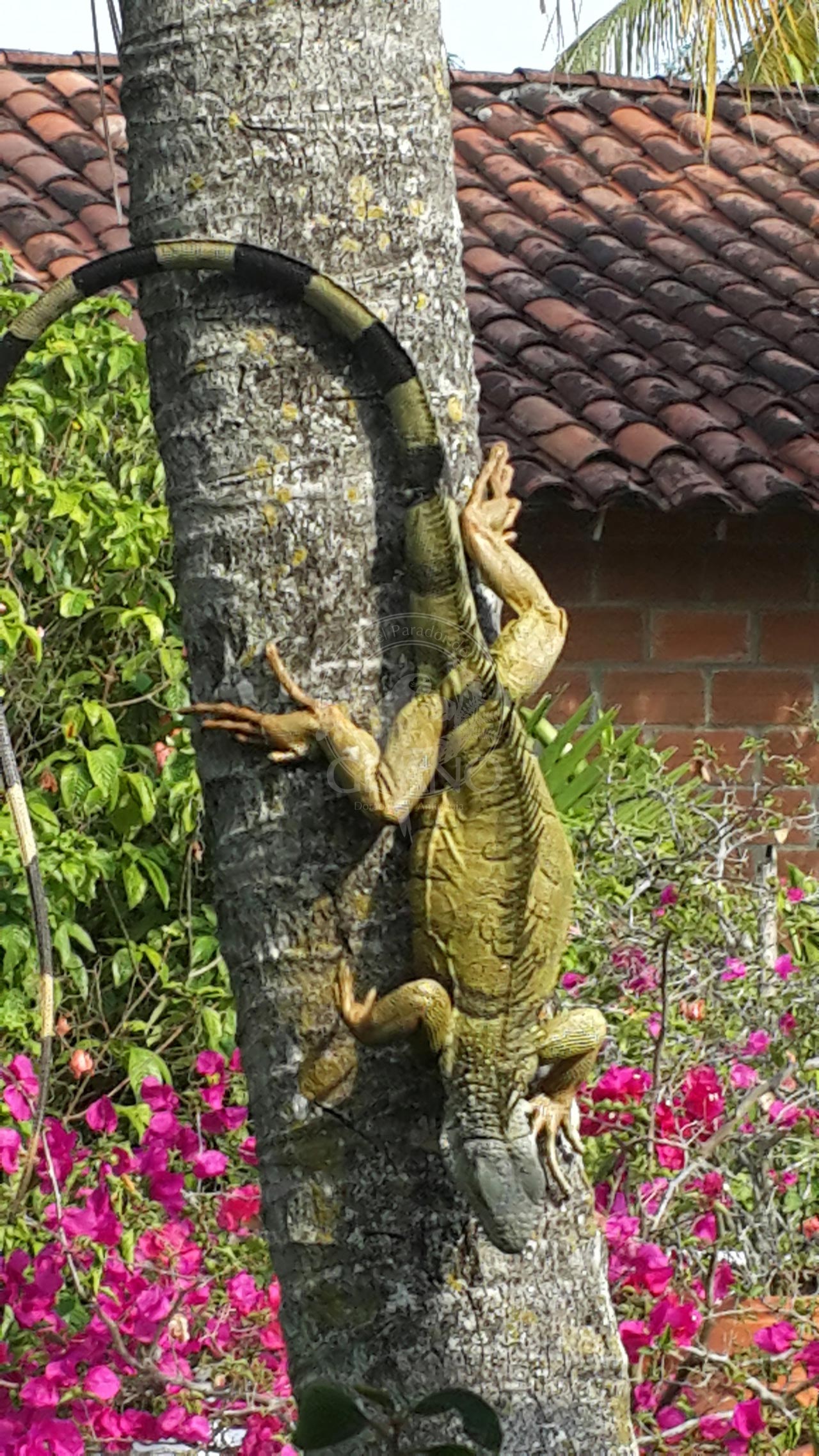 Fauna silvestre en su entorno natural - Hotel & Restaurante Parador del Gitano - Nápoles - Doradal - Rio claro